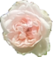 RosedeVerdun.png